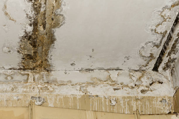 Environmental Consulting for Mold Prevention in Columbus, MN